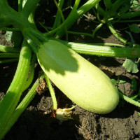 Семена кабачка «Чародей»