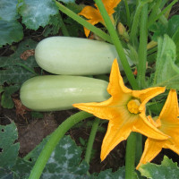 Насіння кабачка «Б'янка»