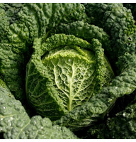 Savoy cabbage seeds «Vertu»
