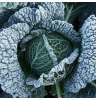 Savoy cabbage seeds «Verona purple»