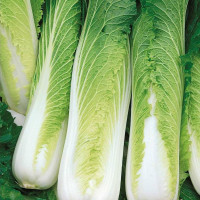 Насіння капусти пекінської «Мішель»