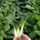 Cabbage seeds pak-choi «Emerald»