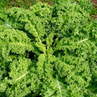 Kale seeds «Grünkoln»