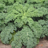 Kale seeds «Dwarf Green Curled»