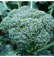 Broccoli seeds «Ramoso»
