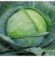 Cabbage seeds «Kharkov Super» 