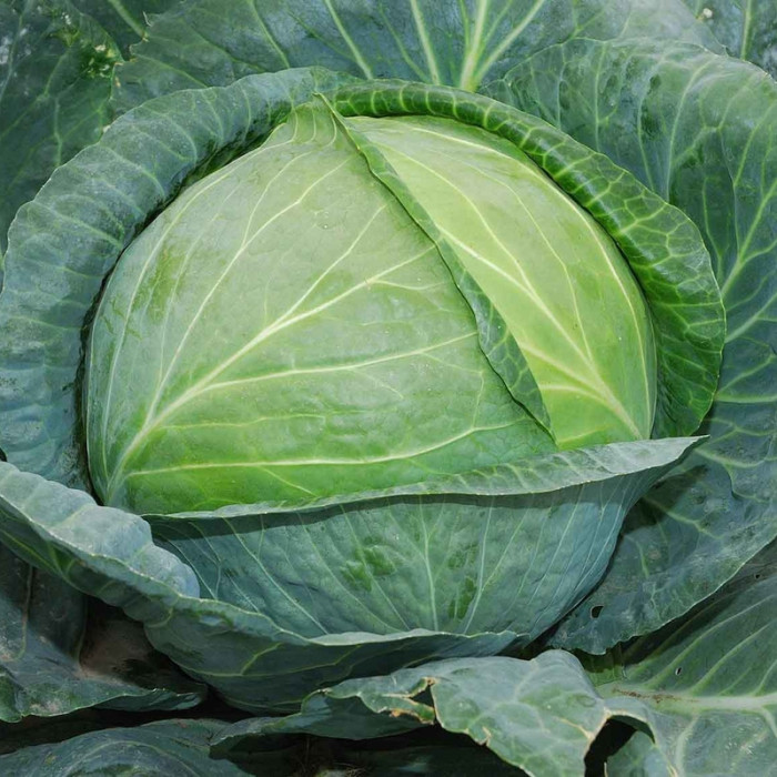 Cabbage seeds «Kharkov Super» 