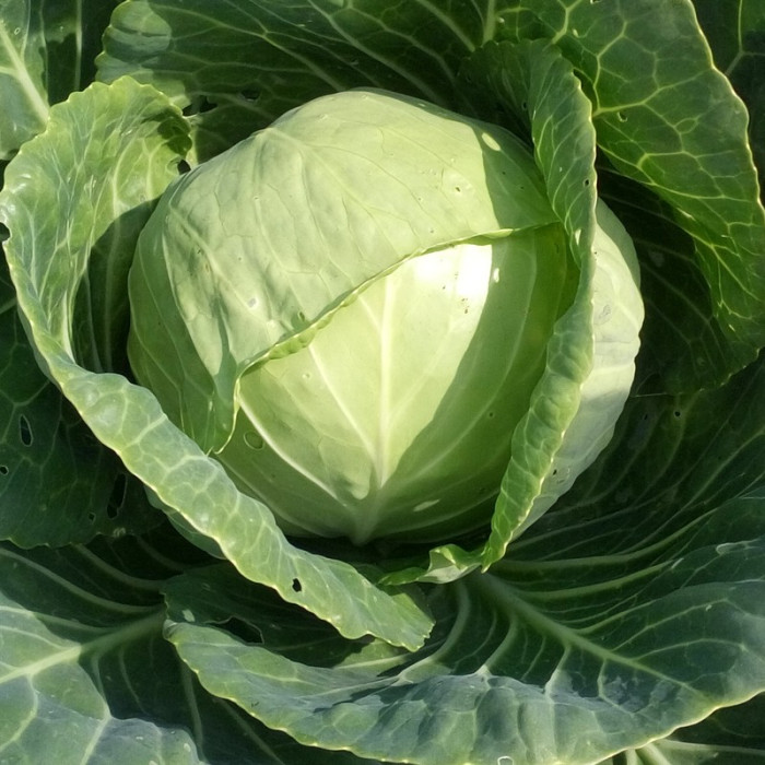 Cabbage seeds «June»