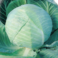 Cabbage seeds «Amager»