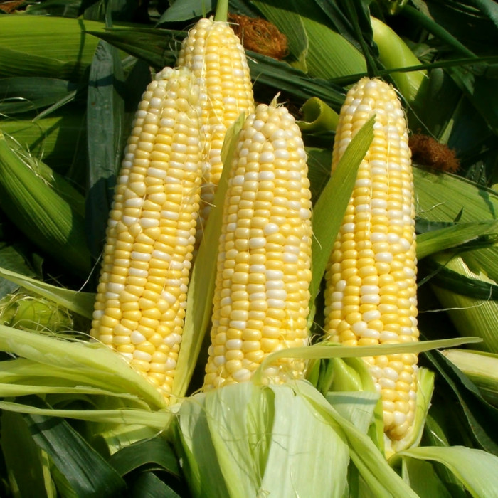 Corn seeds «Cowberry»