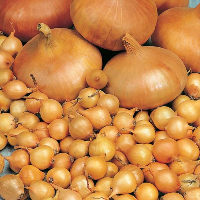 Onion seeds «Markivska»
