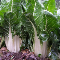 Chard seeds «White»