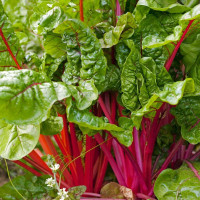 Семена мангольда «Зелёный»