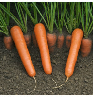 Насіння моркви «Нантес»