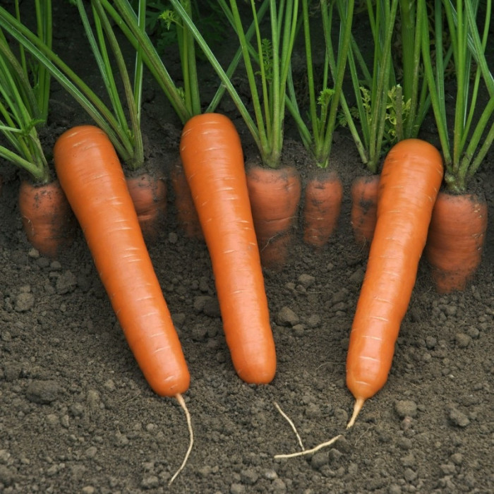 Carrot seeds «Nantes»
