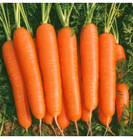 Семена моркови «Киевская зимняя»