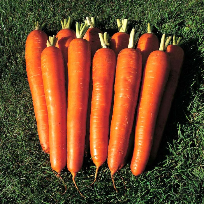 Насіння моркви «Вітамінна»