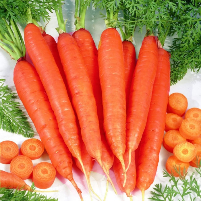 Carrot seeds «Artek»