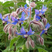 Borage seeds «Brook»