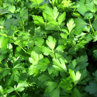 Насіння петрушки «Армавірська»