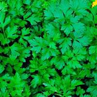 Насіння петрушки «Комуне 2» (всесезонна)