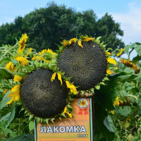 Sunflower seeds «Gourmand»