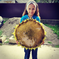 Насіння соняшника «Ікло ведмедя»