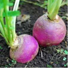 Turnip seeds «Samson»