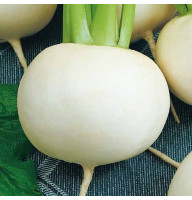 Turnip seeds «Snowball»