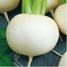 Turnip seeds «Snowball»