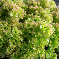 Насіння салату «Малиновий шар»