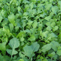 Насіння руколи «Знахар»