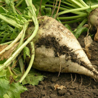 Насіння буряка «Цукровий»