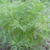 Dill seeds «Superducat»
