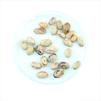 Bean seeds «Creamy-brown»