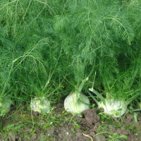 Fennel leaf seeds