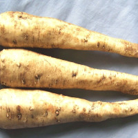 Chicory seeds «Caesar»