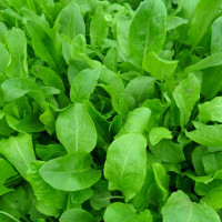 Sorrel seeds «Broad-leaved»