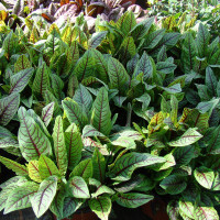 Насіння щавлю червоного