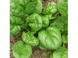 Spinach seeds «Matador»