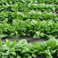 Семена шпината «Красень Полесья»