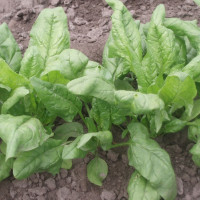 Spinach seeds «Fantasy»