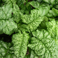 Насіння шпинату «Лонг Стендінг»