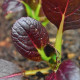 Семена шпината «Комацуна Красная» / Komatsuna Red