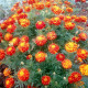 Marigold seeds «MIX» 