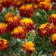 Marigold seeds «Harmony»