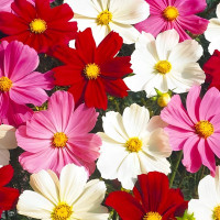 Cosmos seeds «Mix»