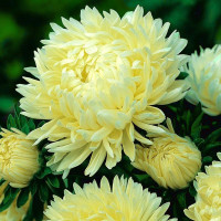 Aster seeds «Duchess»