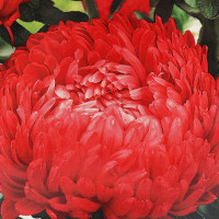 Семена астры пионовидной «Оксана»