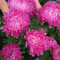 Семена астры пионовидной «Опалфойер»